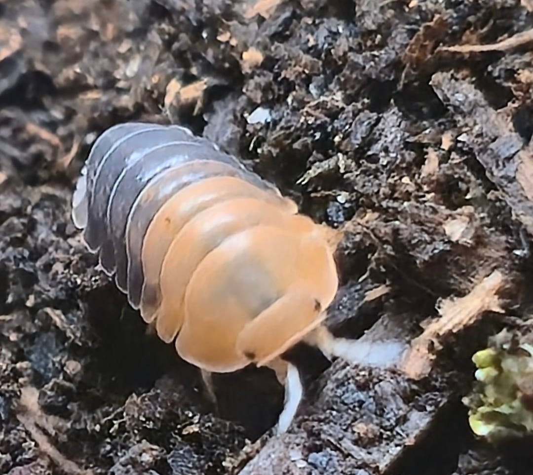 Cubaris Daxin Tricolor Isopods