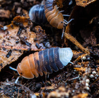 Cubaris Daxin Tricolor Isopods
