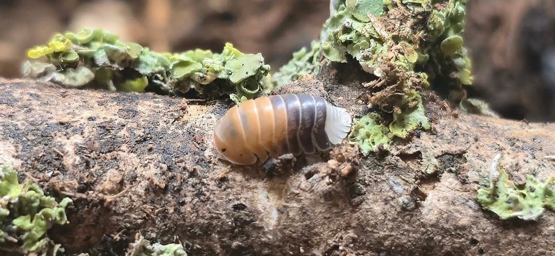 Cubaris Daxin Tricolor Isopods