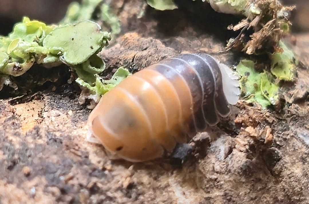 Cubaris Daxin Tricolor Isopods