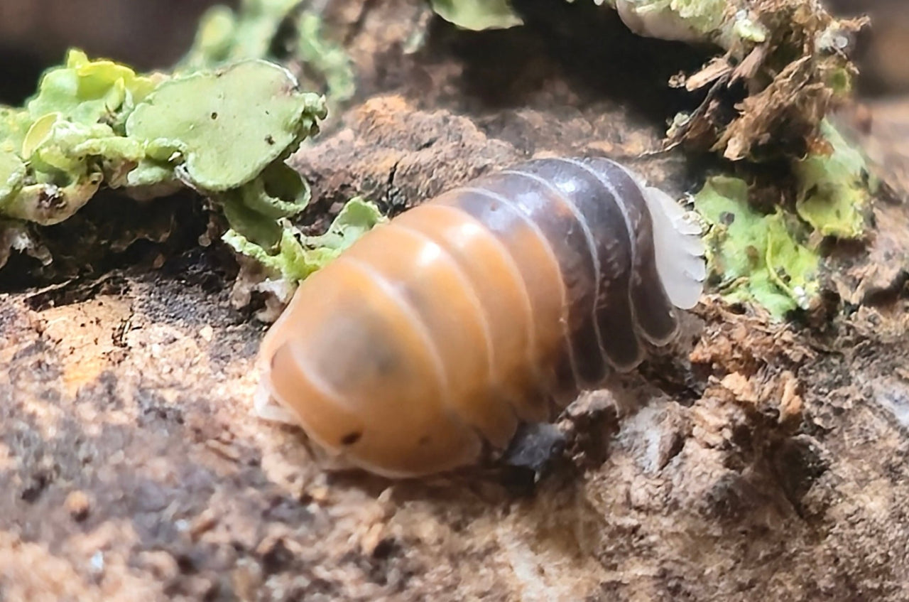Cubaris Daxin Tricolor Isopods - Isopods For Sale UK | PostPods