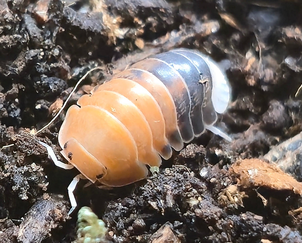 Cubaris Daxin Tricolor Isopods - Isopods For Sale UK | PostPods