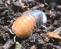 Cubaris Daxin Tricolor Isopods - Isopods For Sale UK | PostPods