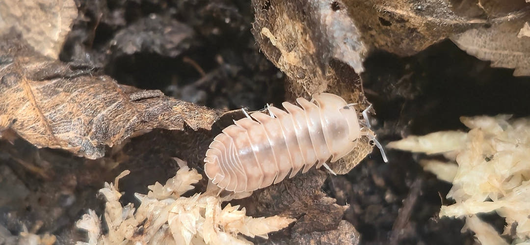 Cubaris Ice Flower Isopods