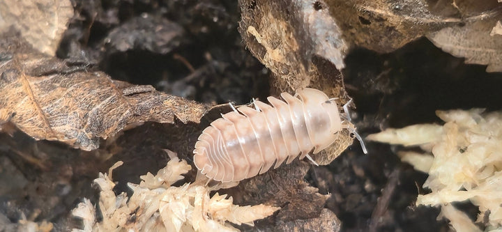 Cubaris Ice Flower Isopods - Isopods For Sale UK | PostPods