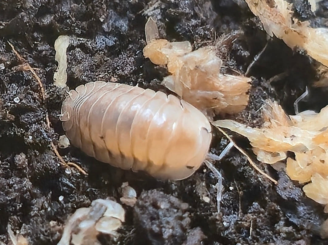 Cubaris Ice Flower Isopods