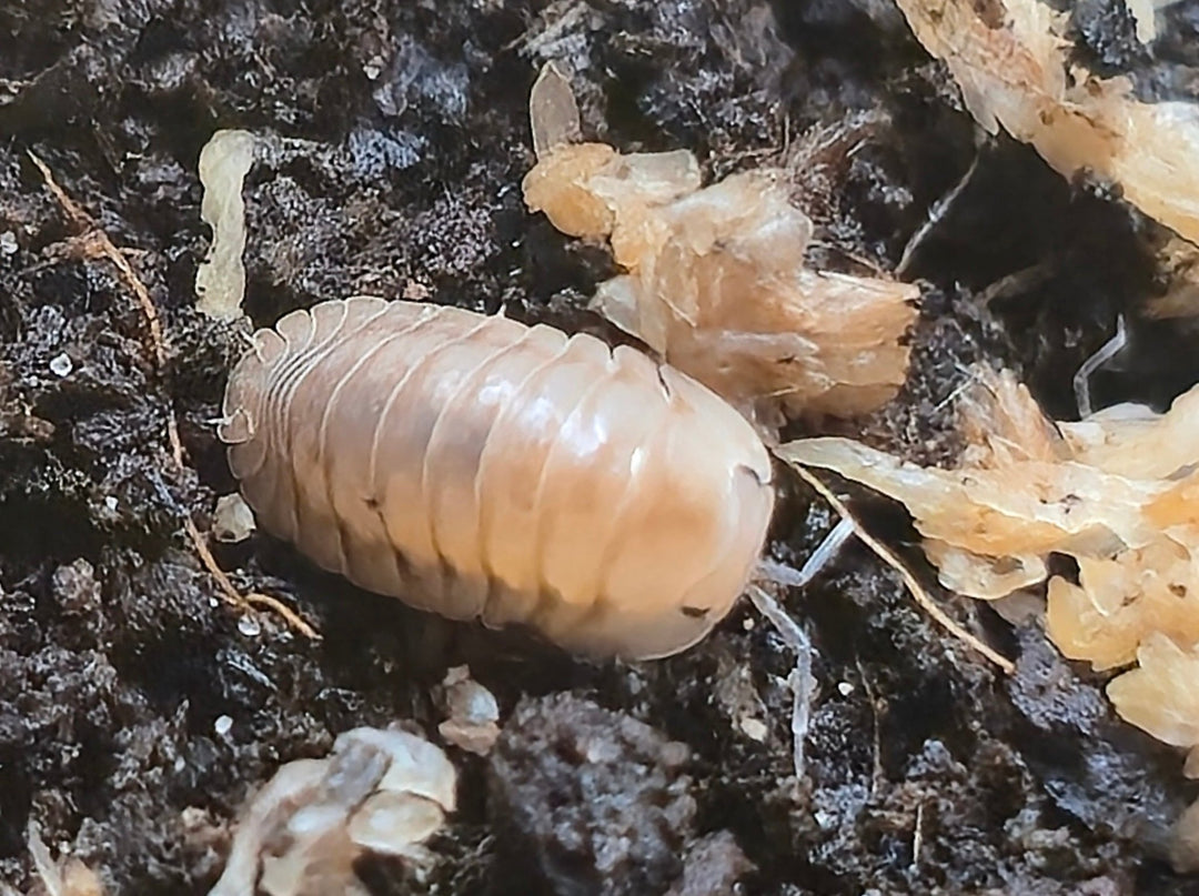 Cubaris Ice Flower Isopods - Isopods For Sale UK | PostPods