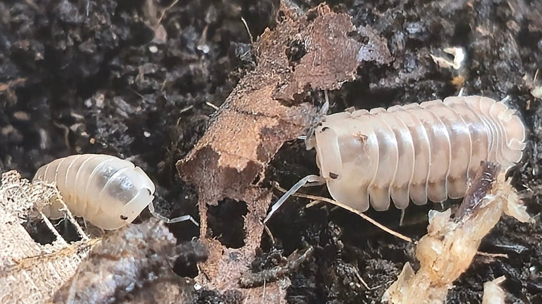 Cubaris Ice Flower Isopods