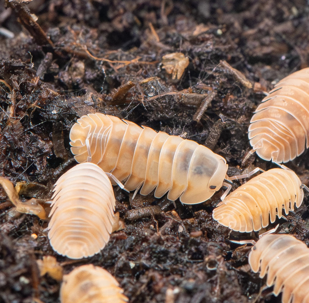 ice flower isopods