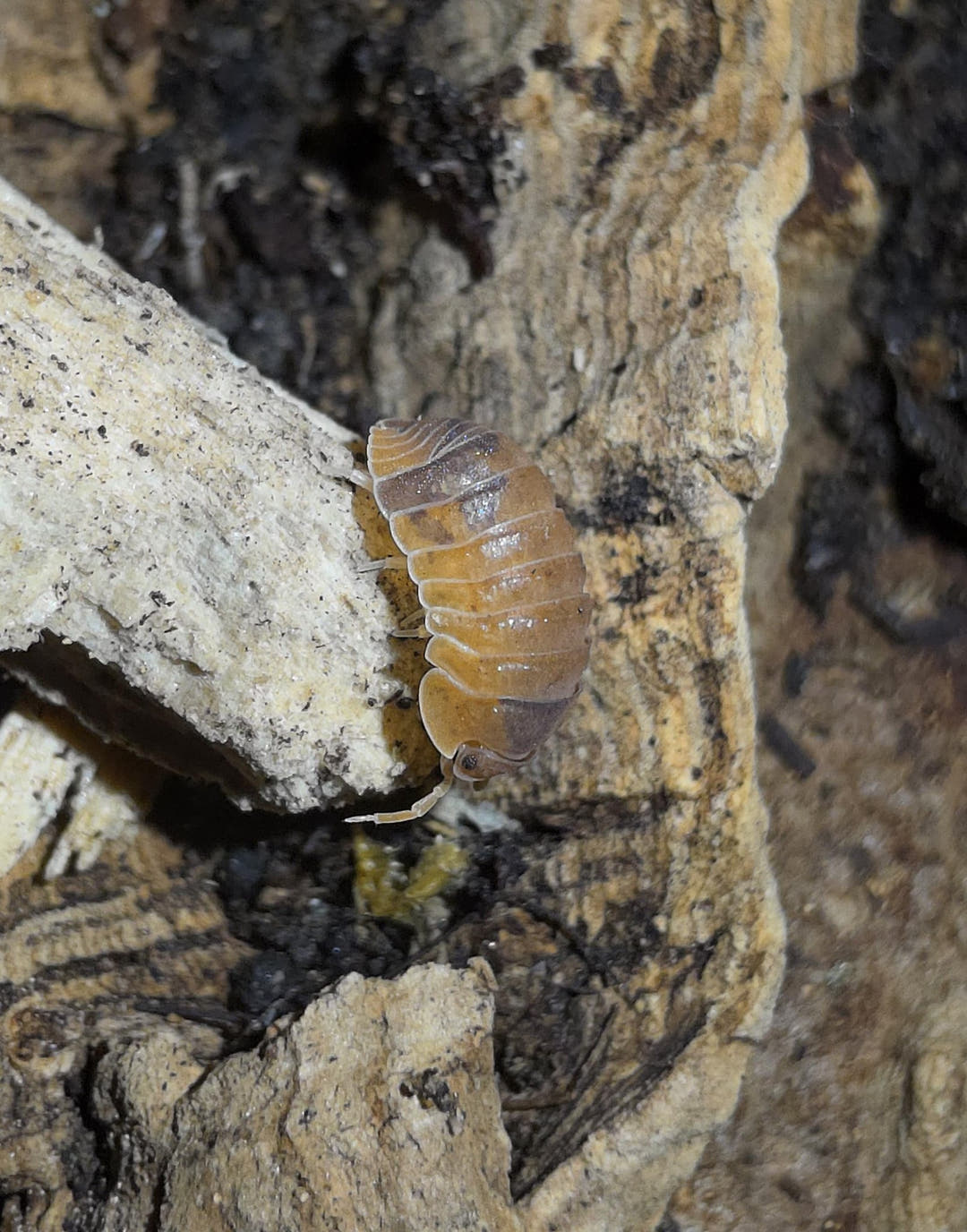 Cubaris Murina Anemone Isopods