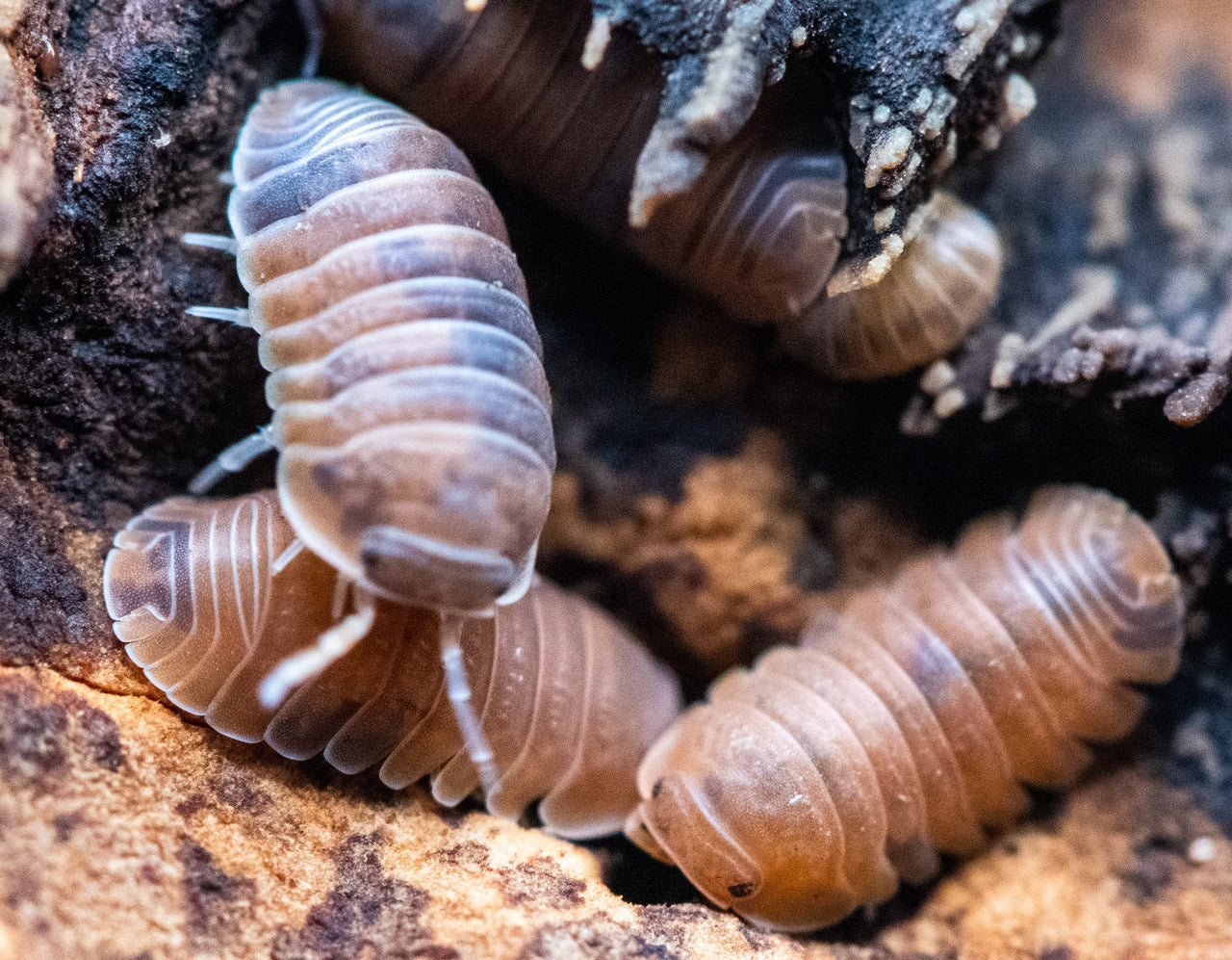 Cubaris Murina Anemone Isopods
