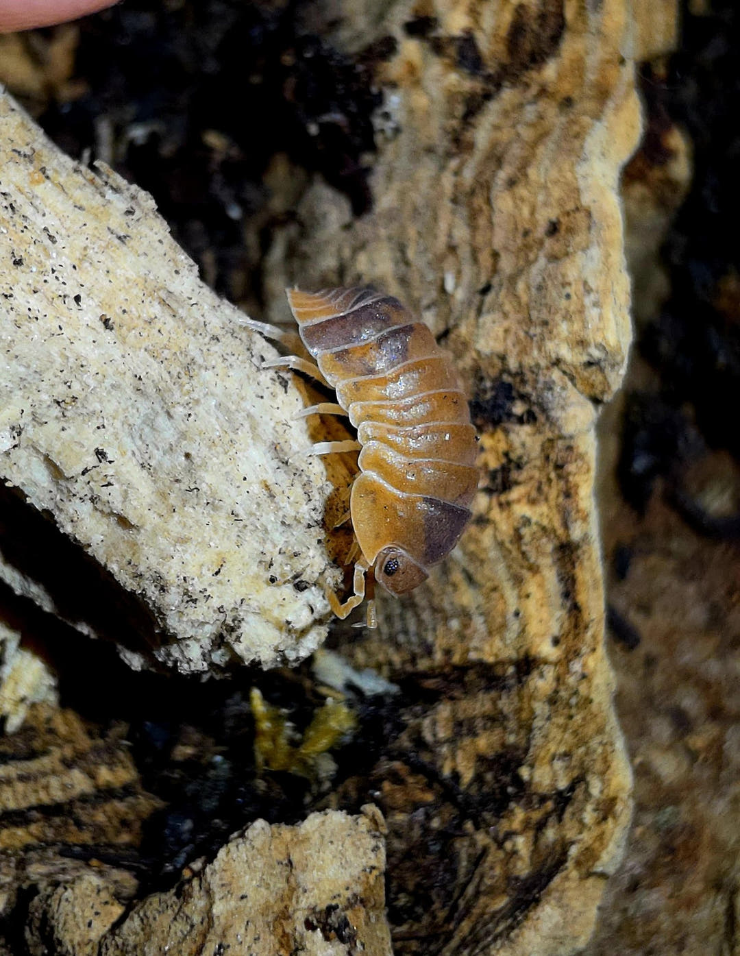 Cubaris Murina Anemone Isopods