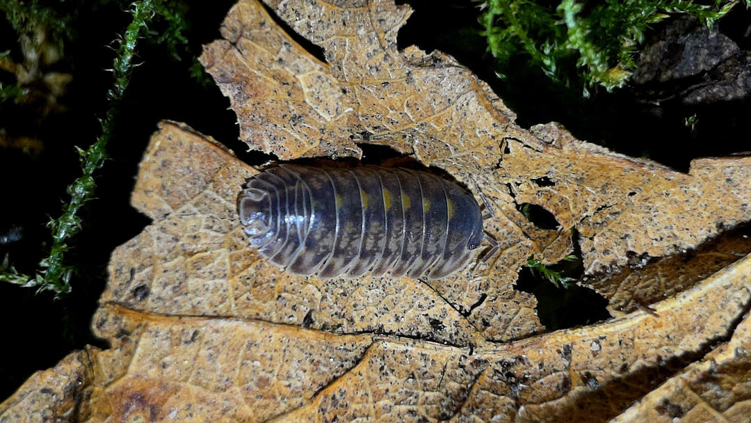 Cubaris Platin Tung Song Isopods
