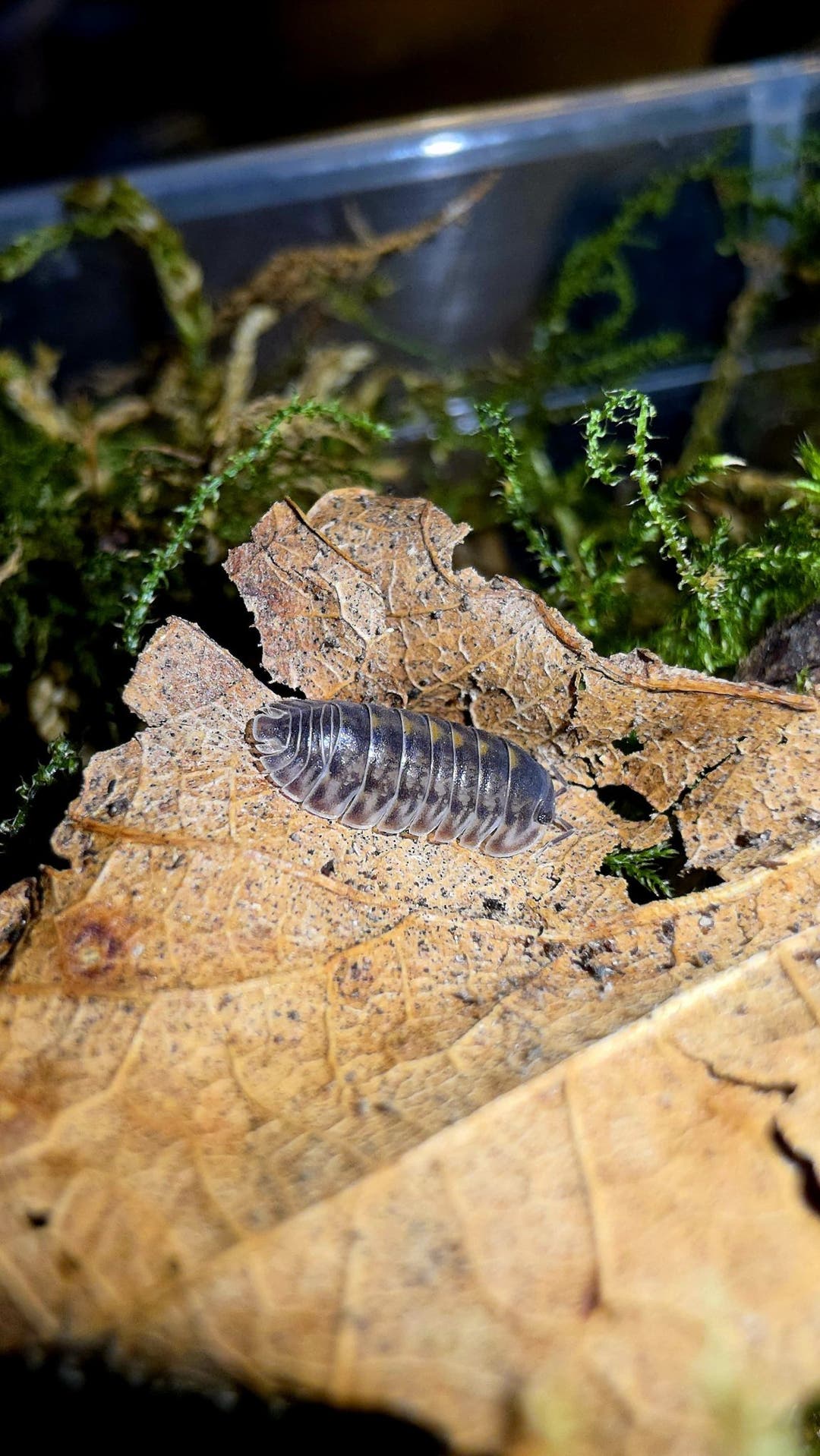 Cubaris Platin Tung Song Isopods