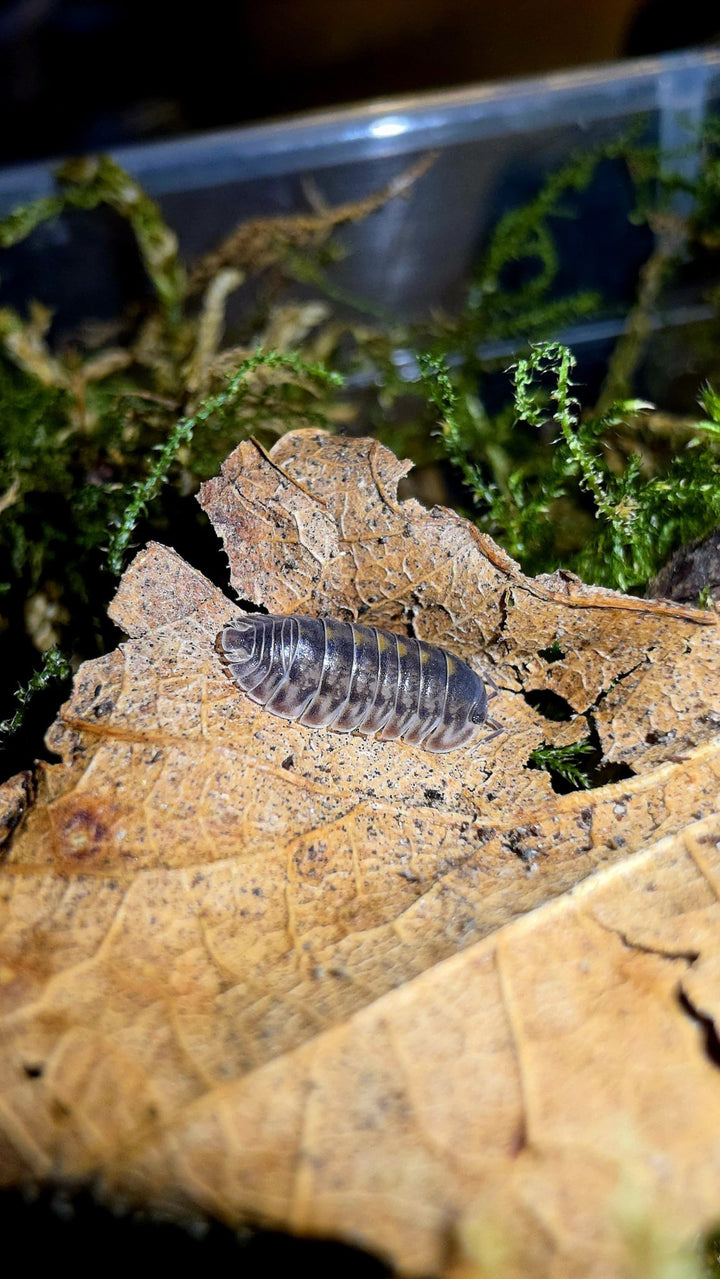 Cubaris Platin Tung Song Isopods