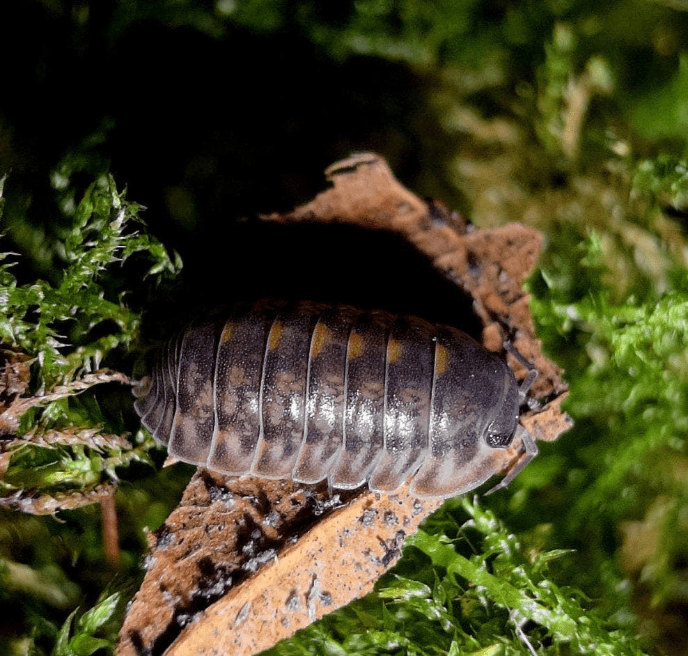 Cubaris Platin Tung Song Isopods