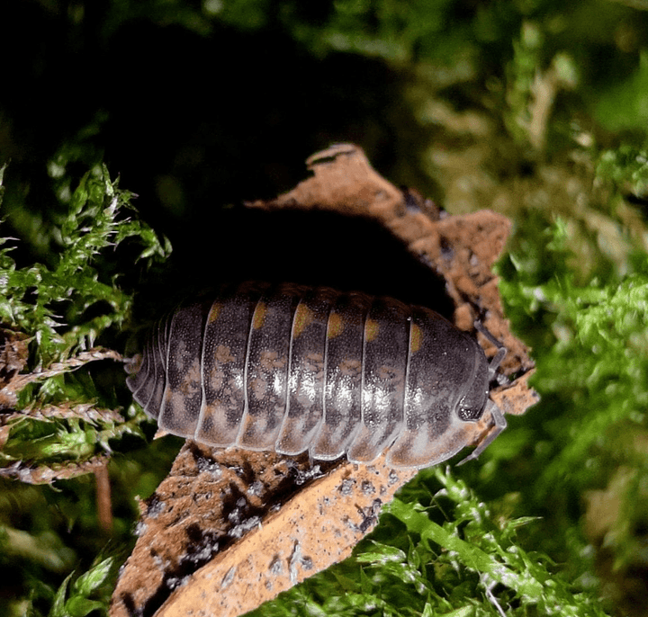 Cubaris Platin Tung Song Isopods