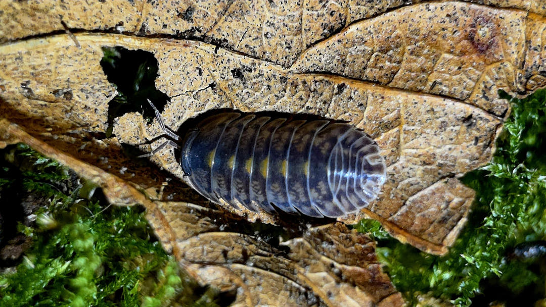 Cubaris Platin Tung Song Isopods