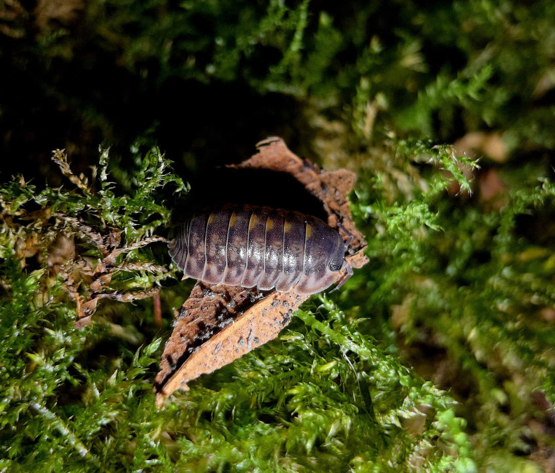 Cubaris Platin Tung Song Isopods