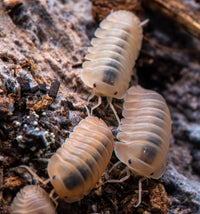 Cubaris Rose Quartz Isopods