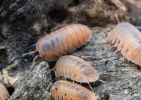 Cubaris Rose Quartz Isopods