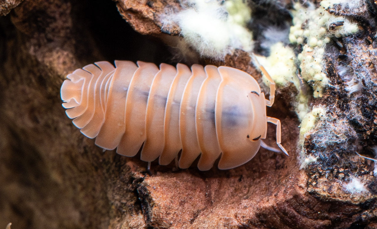 Cubaris Rose Quartz Isopods