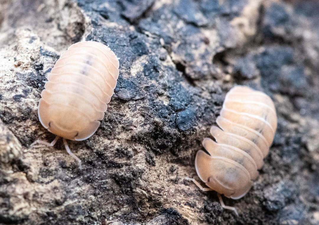 rose quartz isopods