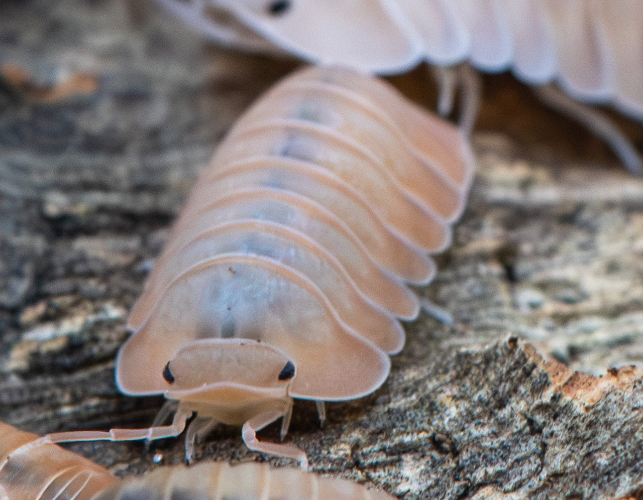 Cubaris Rose Quartz Isopods