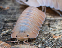 Cubaris Rose Quartz Isopods