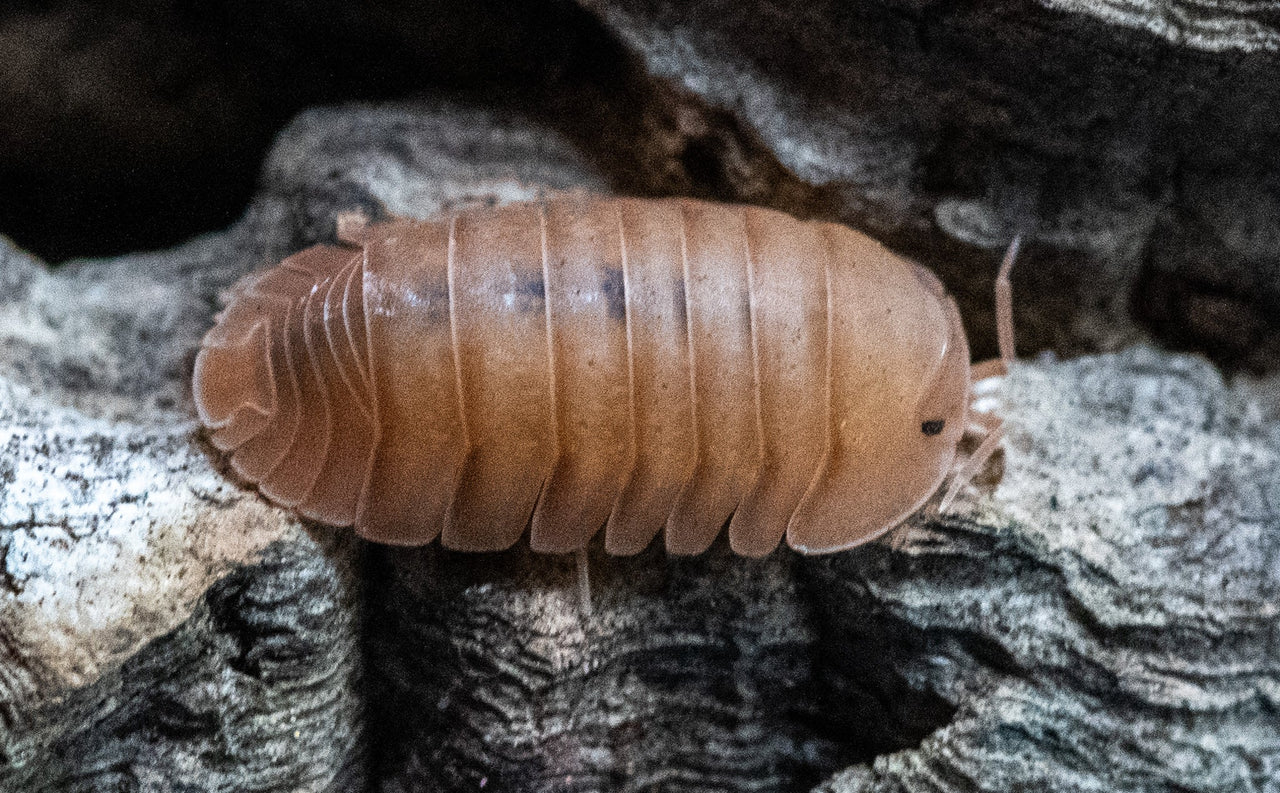 rose quartz isopod