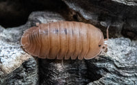 rose quartz isopod