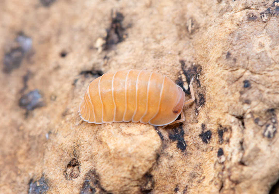 Giant Mandarin isopod side on, on pale bark