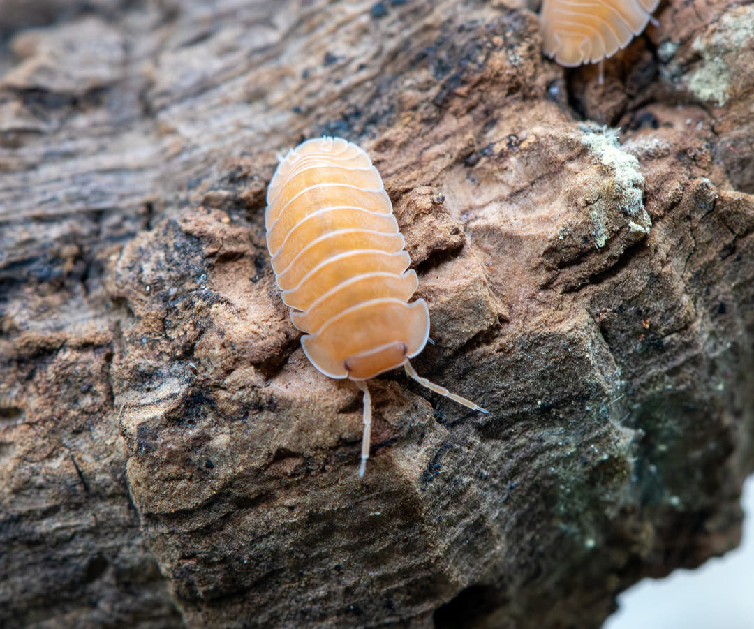 Giant Mandarin isopod from above on dark wood, orange with white plate seams