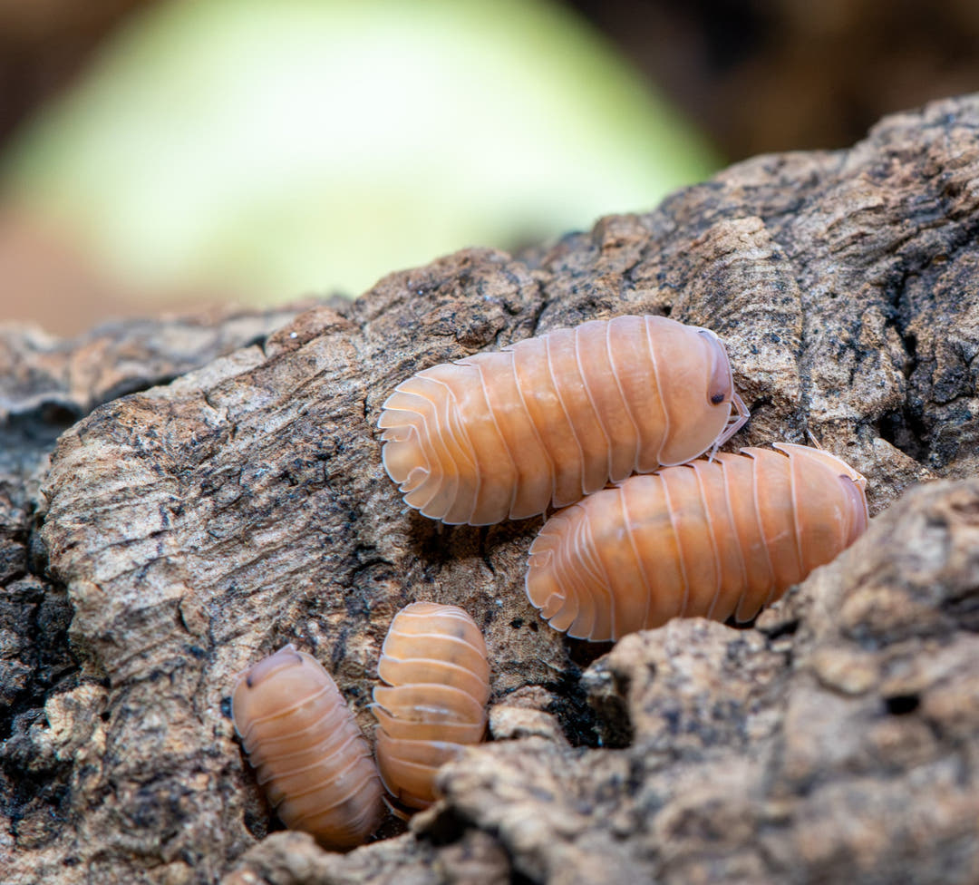 Three Giant Mandarin isopods on grey bark, one with a red eye showing
