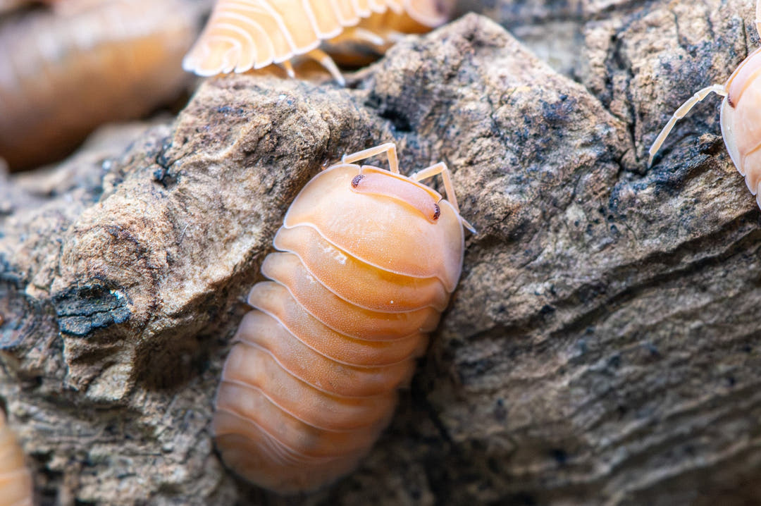Giant Mandarin isopod close up from above on grey wood, antennae folded