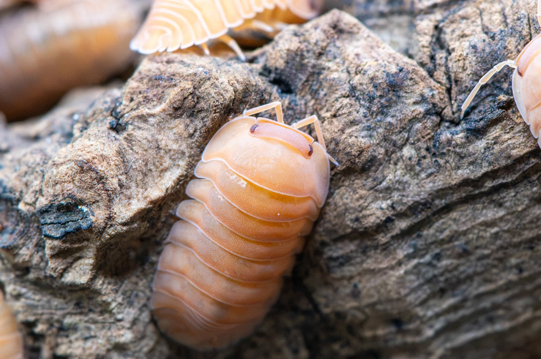 Cubaris sp. &