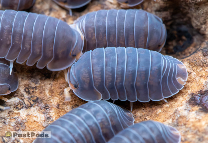 Cubaris sp. &