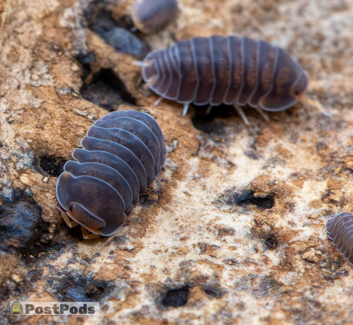 Cubaris sp. &