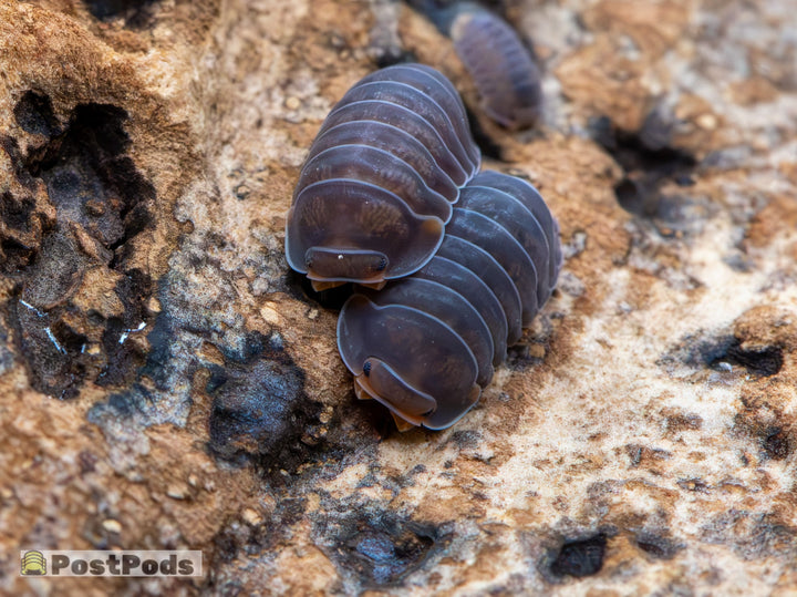 Cubaris sp. &