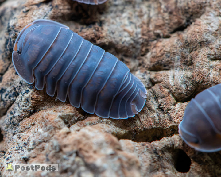 Cubaris sp. &