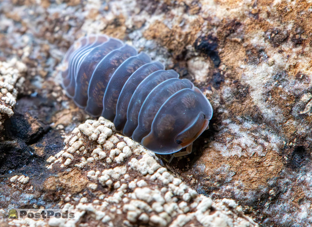 Cubaris sp. &