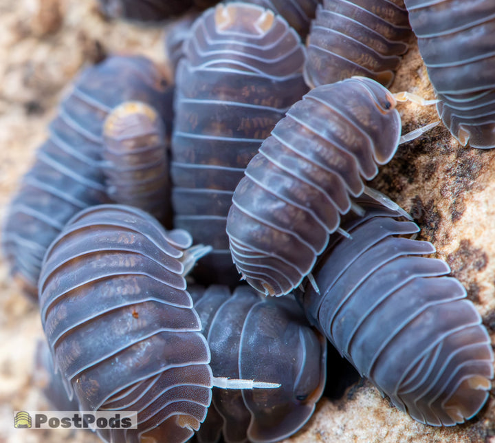 Cubaris sp. &