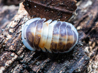 cubaris Cappuccino Isopod