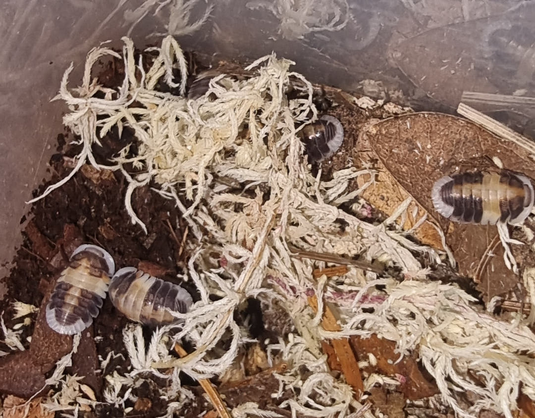 cubaris cappuccino isopods