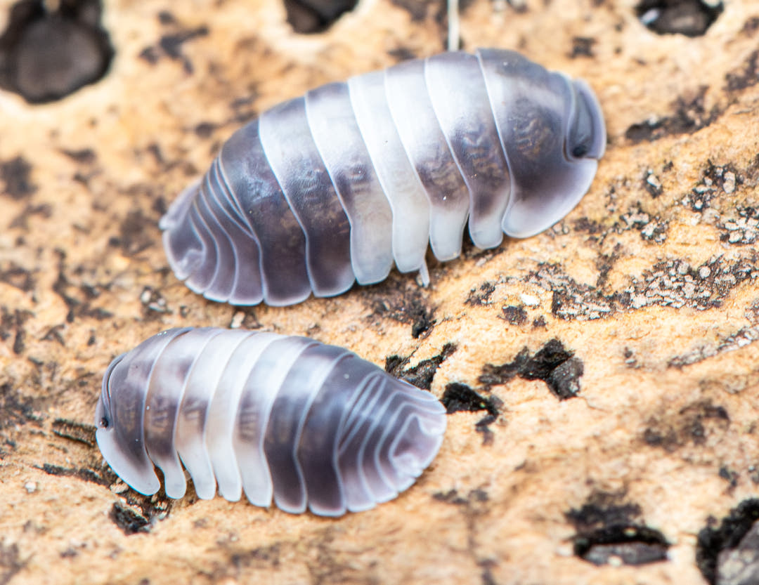 cubaris isopods similar resemblance to a cow with the splatter or white and black
