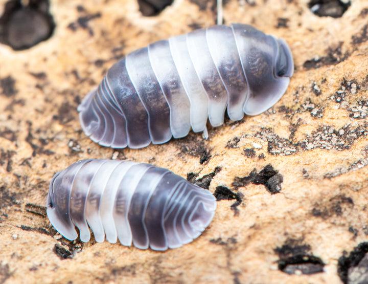 cubaris isopods similar resemblance to a cow with the splatter or white and black