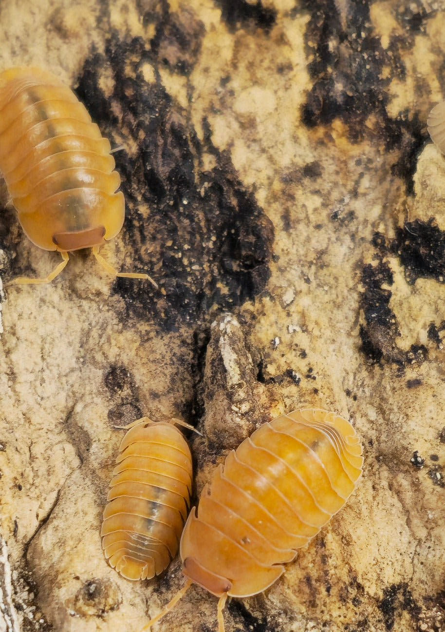 Three Giant Mandarin isopods on cream and black bark, one with its red eye showing