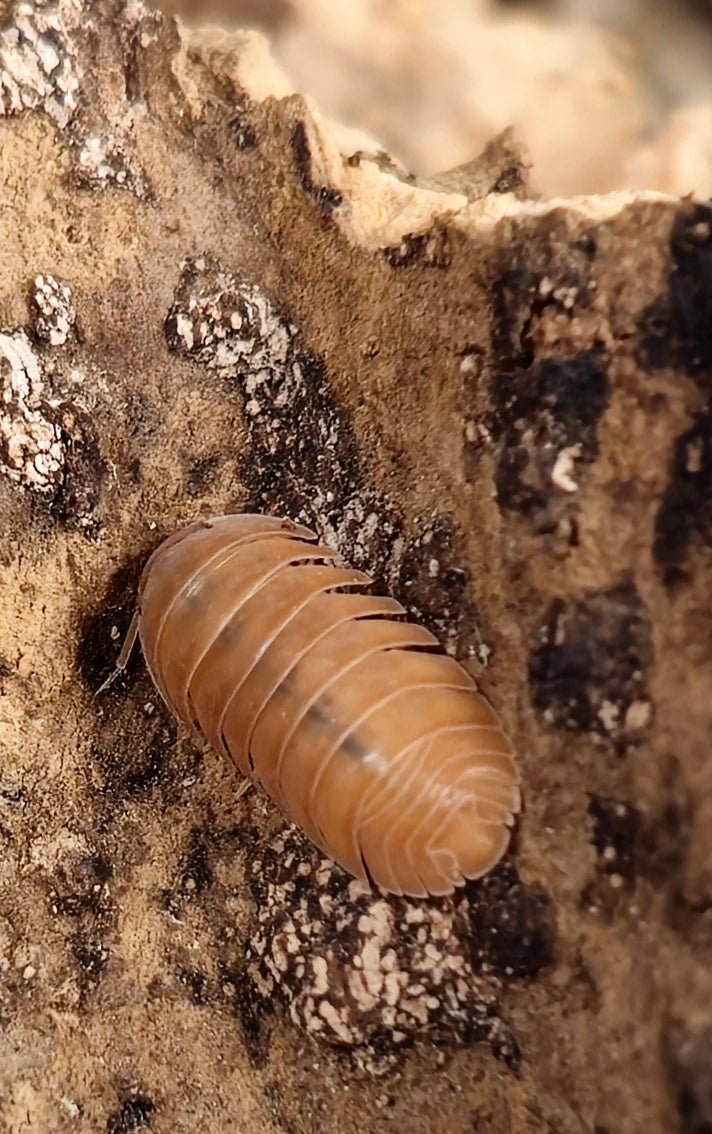 cubaris giant mandarin isopod