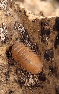 cubaris giant mandarin isopod