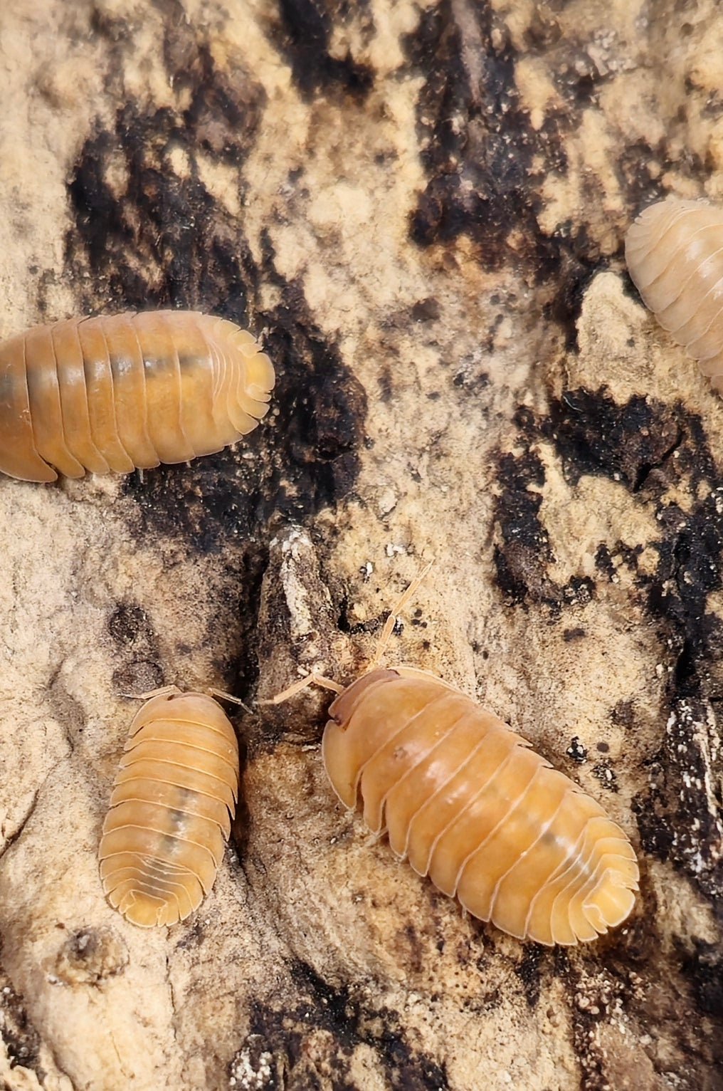 cubaris giant mandarin isopods
